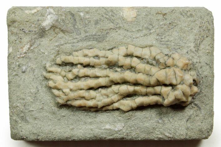 Fossil Crinoid (Abrotocrinus) - Crawfordsville, Indiana #371591